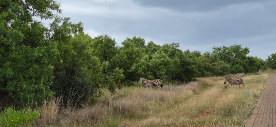 10 Bedroom Property for Sale in Swartruggens North West